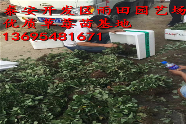 頭條：昌都法蘭地脫毒草莓苗品質(zhì)//2018年實(shí)時(shí)報(bào)價(jià)