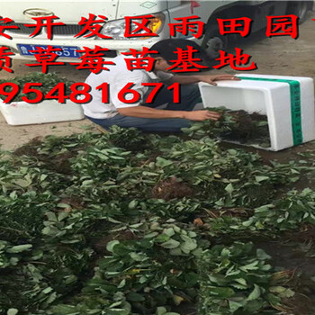 呼和浩特小白草莓苗批发价格√亩栽多少株