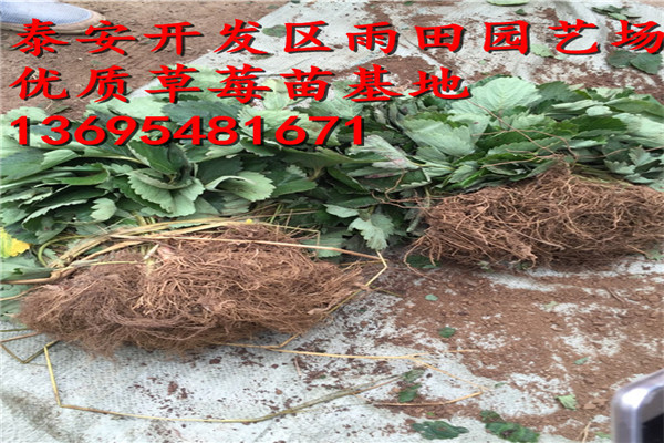 頭條：聊城圣安德瑞斯草莓苗品質(zhì)//2018年實時報價