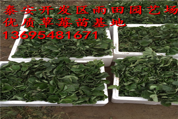 新聞?lì)^條：來賓圣安德瑞斯草莓苗免費(fèi)贈送技術(shù)資料