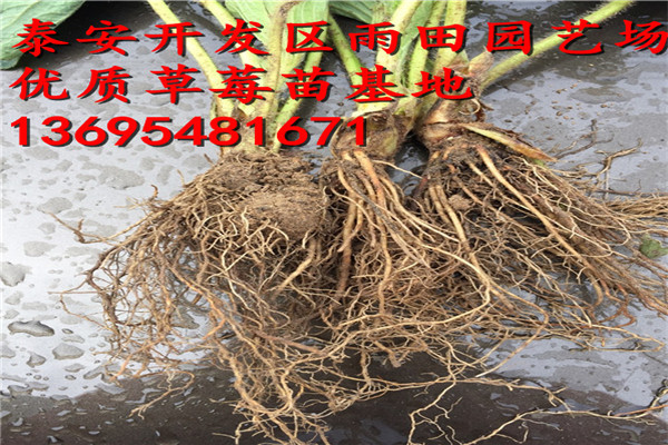 山南 阿瑪奧草莓苗供應(yīng)√今年價(jià)格