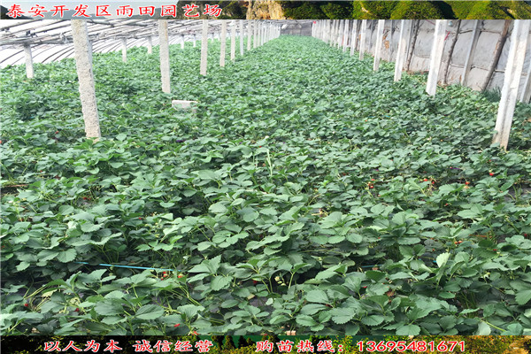 焦作圣誕紅草莓苗供應(yīng)√畝栽多少棵