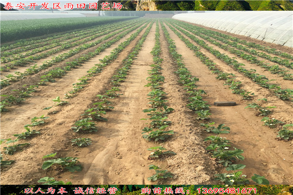 抚州菠萝莓草莓苗多少钱一株√亩产量多少斤