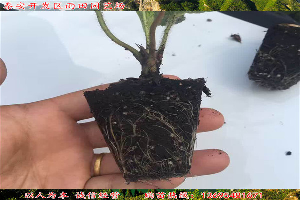 十堰越心草莓苗多少钱一株√便宜出售//免费送技术