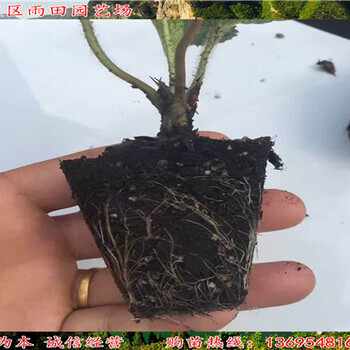 唐山咖啡草莓苗价格√亩栽多少棵