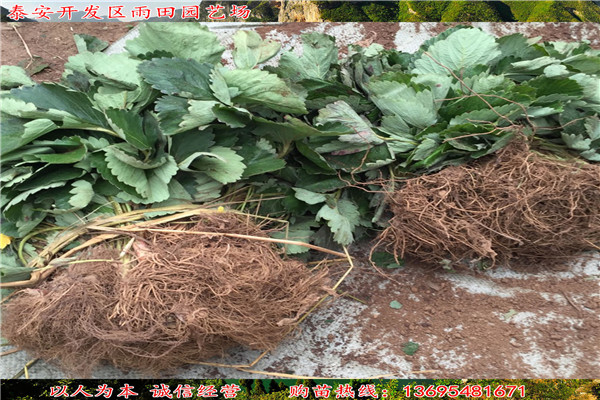 銅川圣安德瑞斯草莓苗價(jià)格√什么時(shí)候結(jié)果