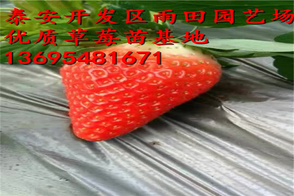 丽江越丽草莓苗多少钱一株√亩栽多少株