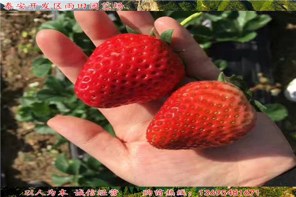 襄樊红颜草莓苗格√亩产量是多少