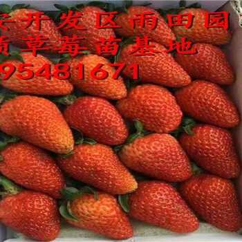 新闻：常德四季草莓苗四毛钱一株加冰包邮