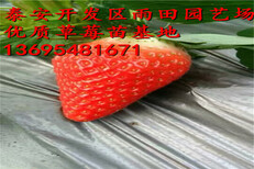 丽江越丽草莓苗多少钱一株√亩栽多少株图片3