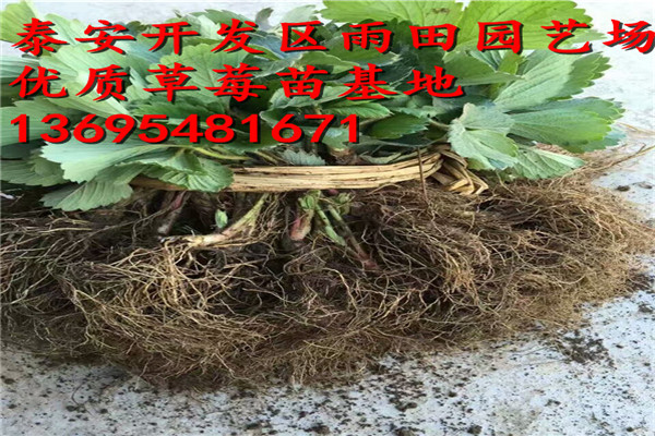 西双版纳紫金香玉草莓苗供应√今年价格