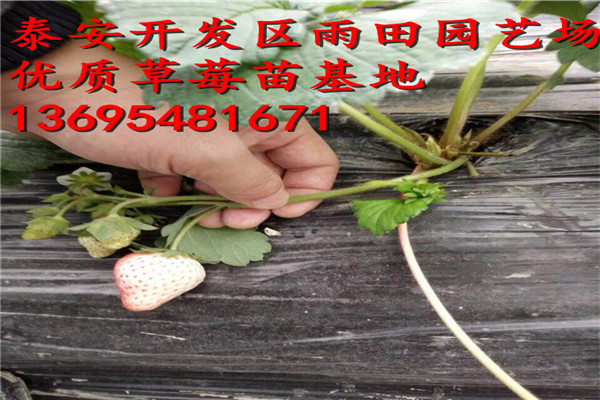 新聞?lì)^條：來賓圣安德瑞斯草莓苗免費(fèi)贈送技術(shù)資料