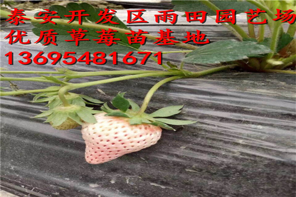 新聞：來賓左賀清香草莓苗實(shí)時(shí)報(bào)價(jià)√2018年價(jià)格