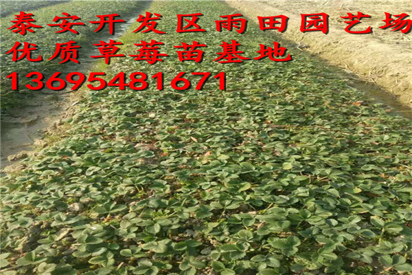 新闻头条：黄南章姬草莓苗便宜急售//价格行情