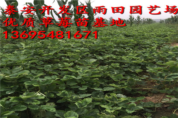 新聞：來賓左賀清香草莓苗實(shí)時(shí)報(bào)價(jià)√2018年價(jià)格