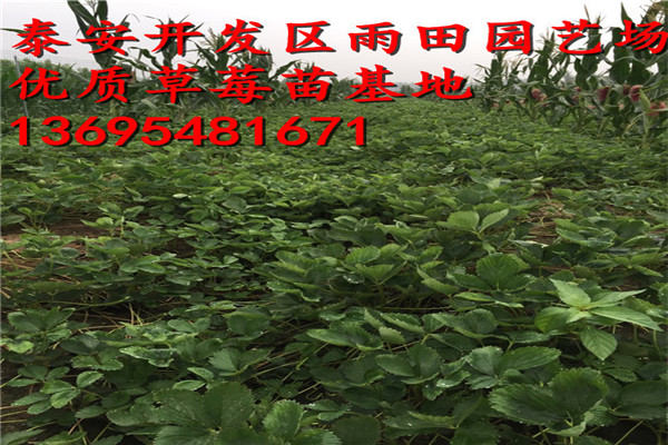 新聞資訊：博爾塔拉麥特萊草莓苗便宜急售//價(jià)格行情