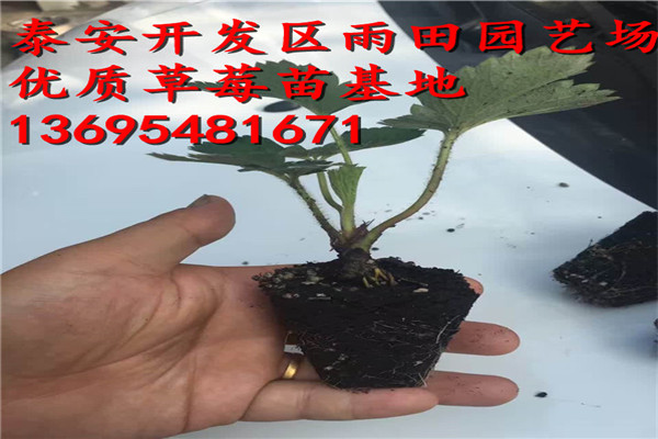 泰安 泰尔玛草莓苗供应√亩栽多少棵