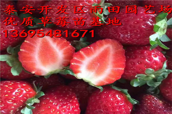 迪玫瑰草莓苗供应√今年价格