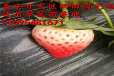 新闻：聊城妙香三号草莓苗品质//2018年实时报价图片0