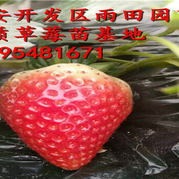 襄樊红颜草莓苗批发价格√亩产量是多少