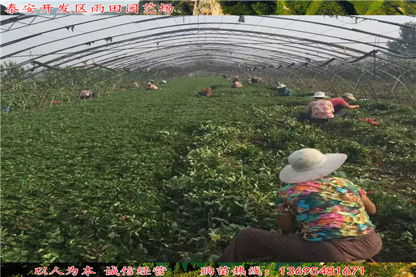 新闻资讯：廊坊梦香草莓苗免费赠送技术资料