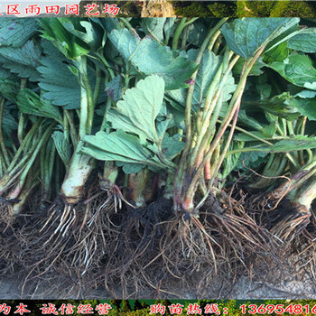 平頂山美德萊特草莓苗多少錢一株√便宜出售//免費送技術