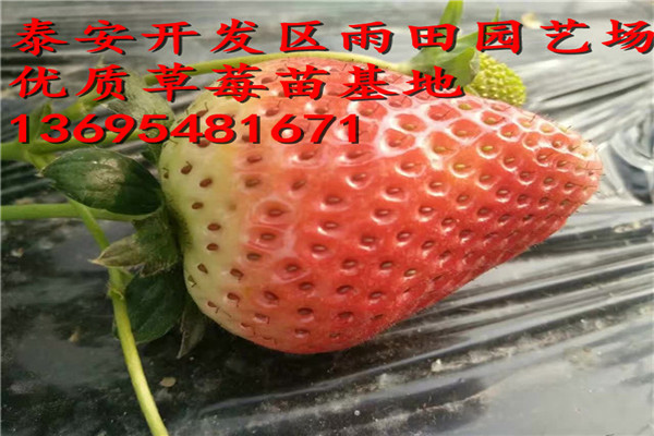 西寧 寧峰草莓苗 多少錢一株√技術(shù)//怎么賣