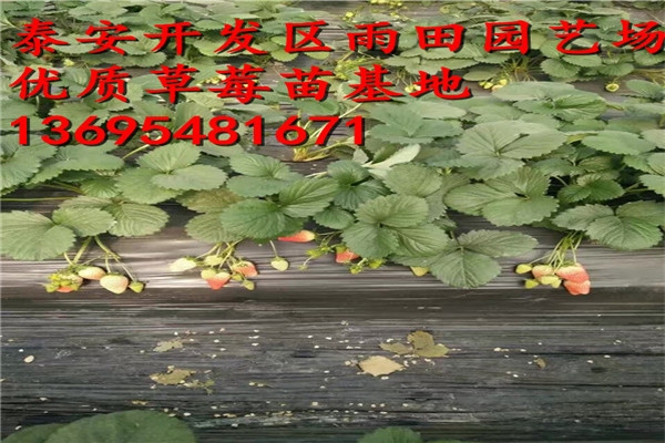 淮北雪里香草莓苗報價√今年價格