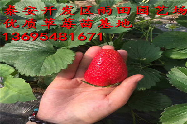 滨州妙香三号草莓苗多少钱一株√成长特性2018年价格