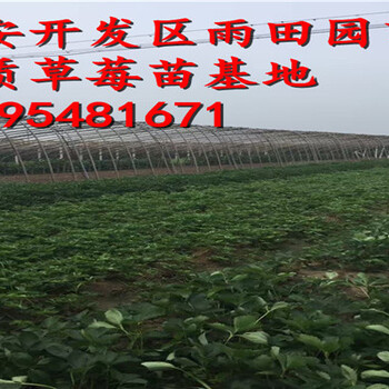 山南阿瑪奧草莓苗供應(yīng)√今年價(jià)格