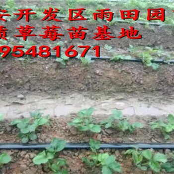 新聞?lì)^條：來(lái)賓圣安德瑞斯草莓苗免費(fèi)贈(zèng)送技術(shù)資料