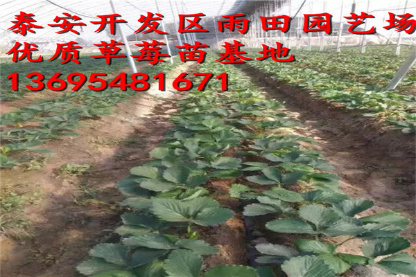 新闻资讯：德阳四季草莓苗 便宜急售//送10%的新品种