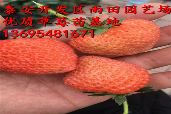 迪玫瑰草莓苗供应√今年价格
