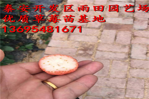 頭條：昌都法蘭地脫毒草莓苗品質(zhì)//2018年實(shí)時(shí)報(bào)價(jià)