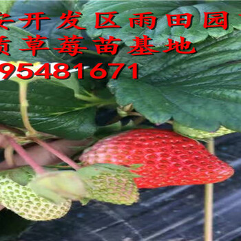 头条：新余宁玉草莓苗四毛钱一株加冰包邮