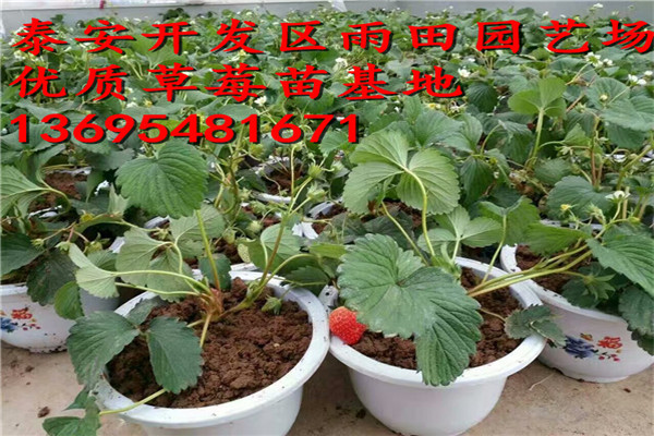 上饶麦特莱草莓苗批发√今年价格