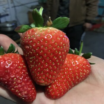 市場資訊張家口永麗草莓苗歡迎搶購價格實惠