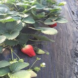 新闻：来宾丰香草莓苗免费赠送技术资料图片2