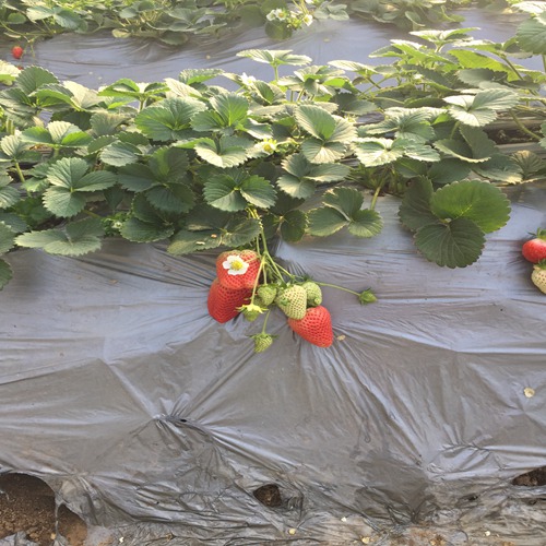市场资讯鄂州吉早红草莓苗2018价格行情分析