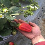 新闻：来宾丰香草莓苗免费赠送技术资料图片4