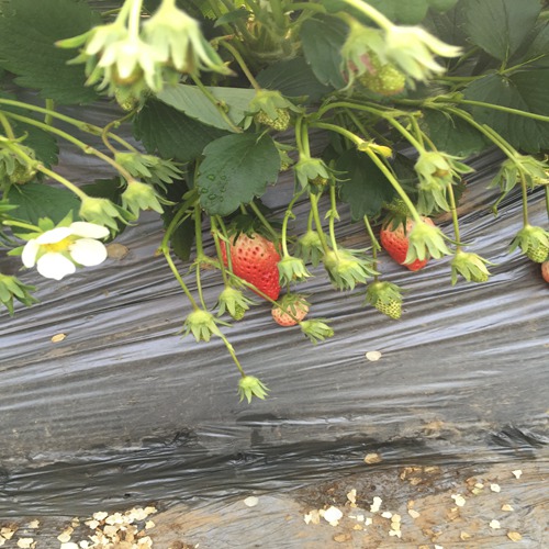 新闻文山红玫瑰草莓苗哪里采购价格多少