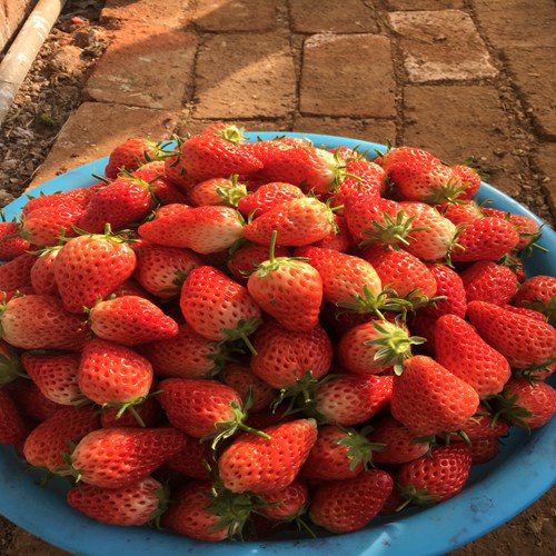 新闻资讯定西弗杰尼亚草莓苗价格便宜运费包邮
