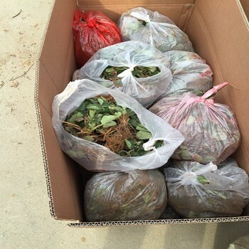 新聞資訊金昌粉紅公主草莓苗基地質(zhì)量有