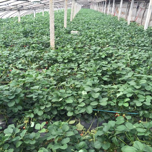 新闻资讯锡林郭勒哈尼草莓苗价格便宜产量高优惠销售价格0.4元一株
