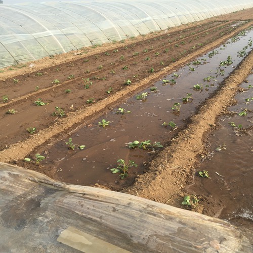 头条：阿勒泰妙香7号草莓苗便宜急售//送10%的新品种