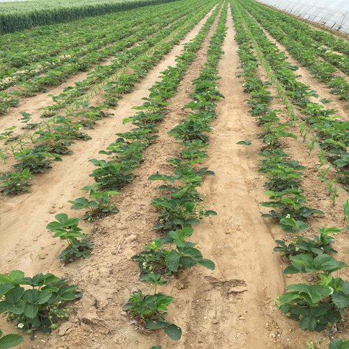 新闻资讯：博尔塔拉法兰地草莓苗便宜急售//送10%的新品种