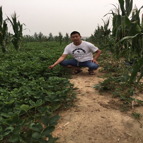 头条六盘水永丽草莓苗种植技术免费包教包会