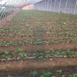 新闻头条洛阳太空2008草莓苗价格便宜产量高优惠销售价格0.4元一株图片3