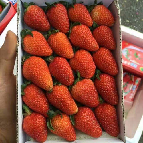 市場資訊崇左全草莓苗品質(zhì)價格實惠