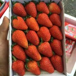 新闻头条洛阳太空2008草莓苗价格便宜产量高优惠销售价格0.4元一株图片4
